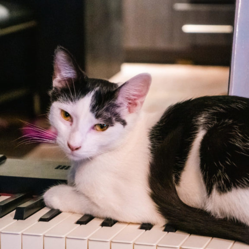 Mamas on the Piano