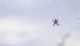 Beach Spider