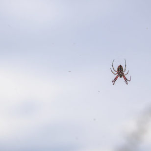 Beach Spider